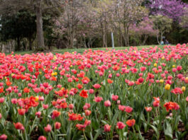 cheekwood