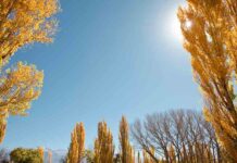 Sunny weather conditions for local forecast