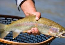 TWRA Begins 2025-2026 Winter Trout Stocking Program